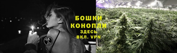 прущие грибы Белокуриха